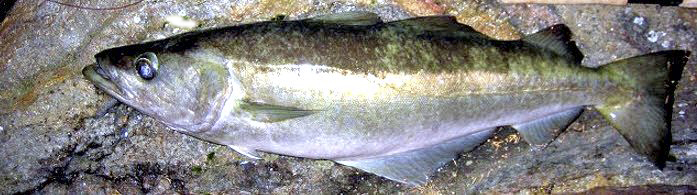 Pollachius pollachius_2124